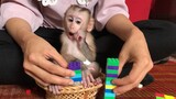 Mino monkey and the Lego toys