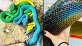 ular pelangi - ular tercantik didunia - dunia binatang