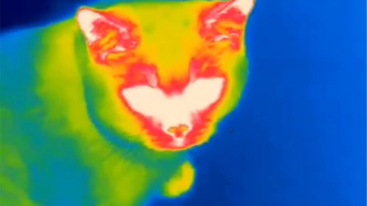 Never use thermal imaging to take pictures of cats, otherwise you will find... so interesting little