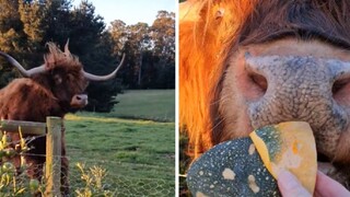 Let the cows and cows become dogs, all you need is a pumpkin