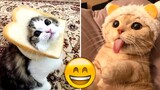 😂 Hilarious Video with Funny Animals! You Won't Believe What These Dogs and Cats Did! 🐶😺