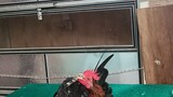 ayam terkecil di dunia ayam Serama