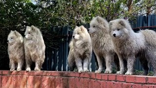 [Động vật]Khi Samoyed bị bẩn... |<Every Breath You Take>