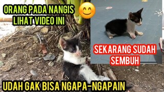 Anak Kucing Kakinya Rusak Pengen Di Tolong Alhamdulillah Sudah Sembuh Pulang Dari Klinik