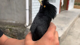 Burung Beo|Gunting Kuku