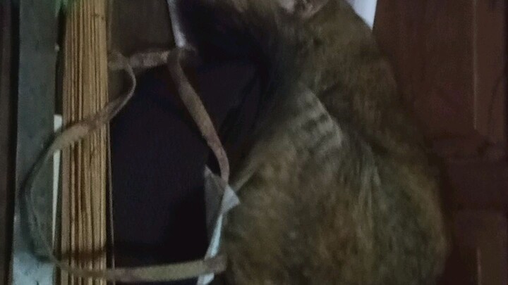 Samsudin kucing