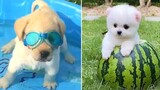 Baby Dogs 🔴 การรวบรวมวิดีโอสุนัขน่ารักและตลก 2 วิดีโอลูกสุนัขตลก 2021