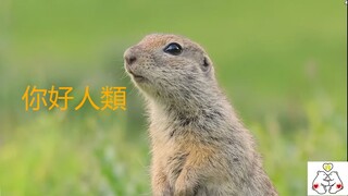 與松鼠的一天  /Animals