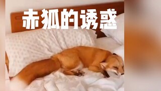 【嗑叔】纣王都拒绝不了的诱惑🦊