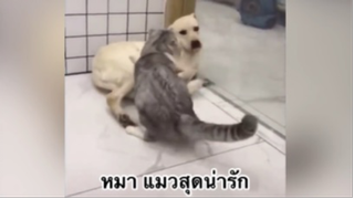 เพื่อนตัวน้อย สัตว์เลี้ยงแสนซน : หมา แมวสุดน่ารัก