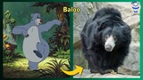 The Jungle Book Characters In Real Life