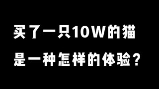 买了一只10w的猫是一种怎样的体验（上）