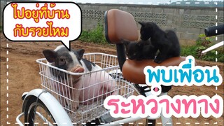 น้องรวยเจอเพื่อนระหว่างทาง🐖🐈🐕🌱🌲☘🌄