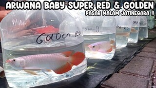 ARWANA BABY SUPER RED & GOLDEN‼️PASAR MALAM PASAR IKAN HIAS JATINEGARA‼️