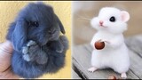 Cute baby animals Videos Compilation cute moment of the animals #13 Cutest Animals 2022