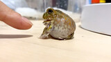 Frog: Don’t pull me