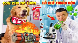 Thú Cưng Vlog | Tứ Mao Ham Ăn Đại Náo Bố #47 | Chó gâu đần thông minh vui nhộn | Funny smart pet dog