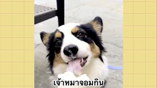 เพื่อนตัวน้อย สัตว์เลี้ยงแสนซน : เจ้าหมาจอมกิน