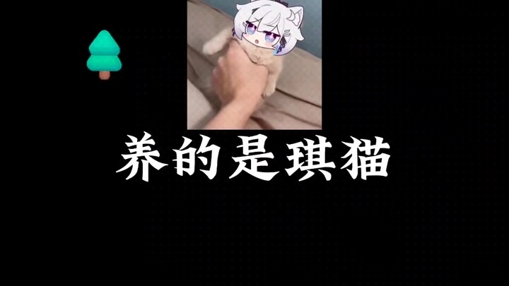 琪猫就是琪猫