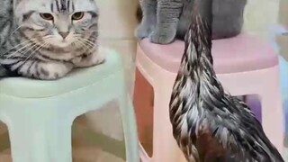 cat vs duck