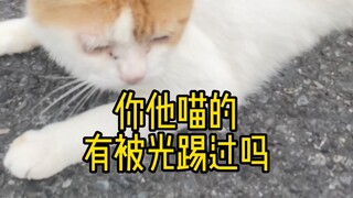 黄猿大将居然对小猫咪做出这种事