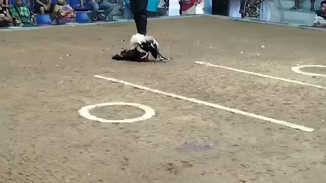 Entry 14 Talisay 2nd win 2hits ulotan champion