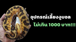 [เลี้ยงงู]EP6 อุปกรณ์สำหรับเลี้ยงงูบอลไพธ่อน(ball python) ราคาประหยัด