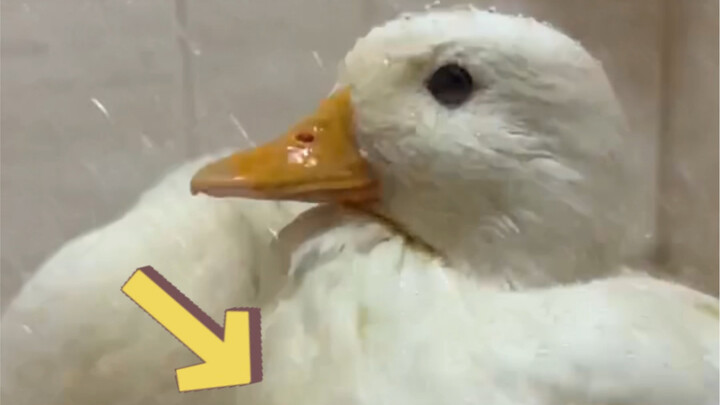 Where does the duck's head turn when it gets wet in the rain?