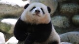 [Animals]Lovely panda He Hua having fun with rocks