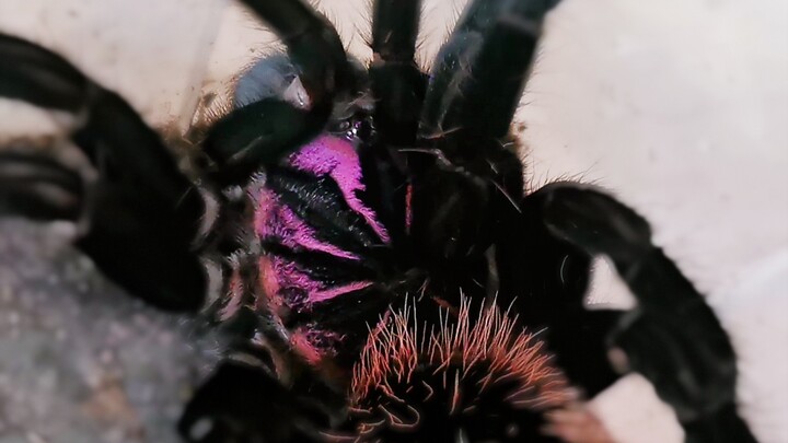 Animal|Sexy Spider