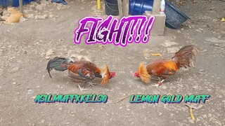 ASILMUFFXKELSO VS  LEMON GOLD MUFF    SPAR!!      JRP BACKYARD