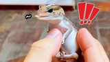 [Gecko] Si Gemuk yang Tidak Beraturan tetapi Sangat Lucu, Fat-tailed Gecko/Leopard Gecko