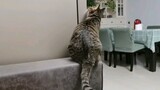 Mèo: Chú ve sầu này làm tui nhảy cao hơn đấy
