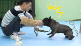 The French Bulldog is angry