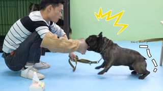 Chó Bulldog cắn người 