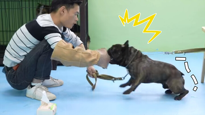 The French Bulldog is angry