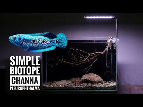 Biotope mini for Snakehead fish | Channa pleurophthalma