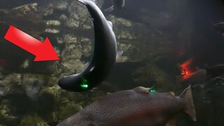 HAVE YOU EVER SEEN A DRUNK FISH?? FUNNY TANK FAIL!