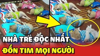 Nhà trẻ dành cho CHÓ MÈO độc nhất vô nhị tại việt nam 😍 | Yêu Lu