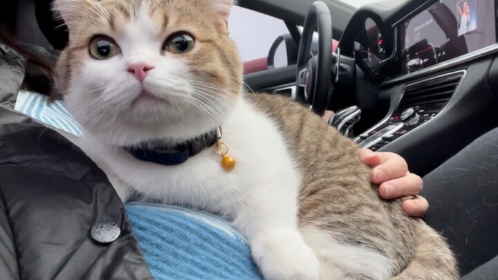 [Mèo cưng] Chú mèo ngồi xe ô tô mà vẫn ung dung như thường