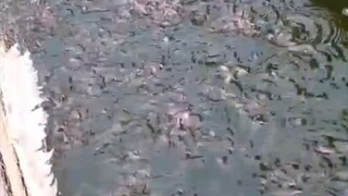 Petani yang terus belajar dari kesalahan insyaallah akan menjadi petani sukses