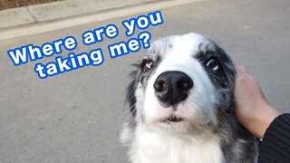 Chó Border Collie Biến Sắc Khi Nghe Thấy Bạn Chào Tạm Biệt