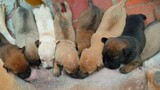 Chó Con Bú Mẹ Thật Dễ Thương | nursing puppies are so cute