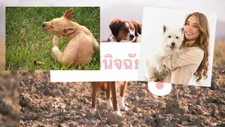 ทราบหริอไม่ ? สุนัขขนร่วงเกิดจากอะไร สุนัขขนร่วงรักษาอย่างไร By Thai Pet Academy