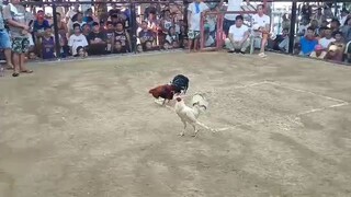 first Fight win Talogtog cockpit 2hits hulutan
