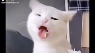 Find 'funny cats' on TikTok - TikTok Search