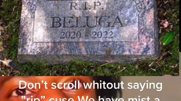 Beluga 😭😭😭