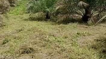 Perawatan Kebun Sawit