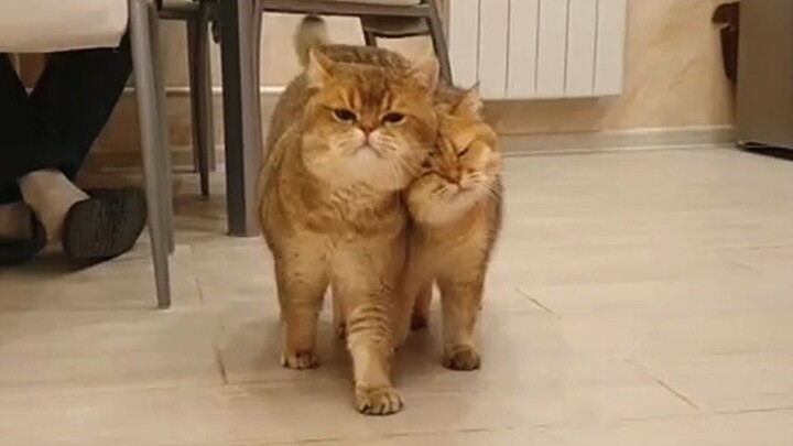[Mèo] Đôi vợ chồng mèo cực kỳ gắn bó