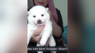 P6: Giống Chó Shiba nhamtuattv nhamtuat nttv chó chó_cưng thúcưng shibainu